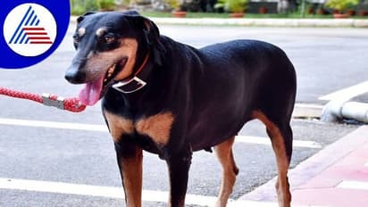 ದಾವಣಗೆರೆ: ಲೇಡಿ ಸಿಂಗಂ ಇನ್ನಿಲ್ಲ, ಕ್ರಿಮಿನಲ್‌ಗಳಿಗೆ ಸಿಂಹಸ್ವಪ್ನವಾಗಿದ್ದ ತುಂಗಾ ಇನ್ನು ನೆನಪು ಮಾತ್ರ..!