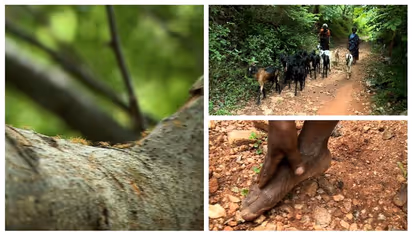 ഉറുമ്പുകൾ കാരണം നാട് വിടുന്ന ഒരു കൂട്ടം മനുഷ്യർ; ചോണനുറുമ്പുകൾ പെരുകി ജീവിതം വഴിമുട്ടി ഈ ഗ്രാമീണർ