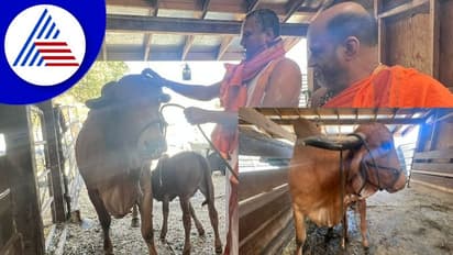 ಅಮೆರಿಕಾದಲ್ಲಿ ಸುಗುಣೇಂದ್ರ ತೀರ್ಥರು: ಶುದ್ಧ ದೇಸಿ ಹಸು ಸಾಕಿದ ದಾಸ್‌ ಮನೆಯಲ್ಲಿ ಗೋಪೂಜೆ