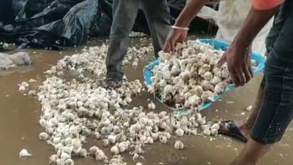 വില കുത്തനെ ഇടിഞ്ഞു, ഉള്ളിയും വെളുത്തുള്ളിയും  നദിയിലൊഴുക്കിയും റോഡിൽ ഉപേക്ഷിച്ചും കർഷകർ