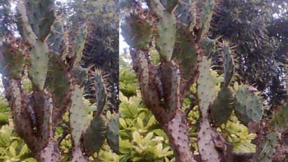  চারটি শারীরিক সমস্যা থেকে মুক্তি দেয় ফণিমনসা, স্বাস্থ্যের জন্য কাঁটা যুক্ত ক্যাকটাস খুবই উপকারী 