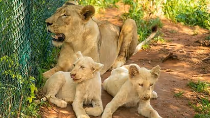 മൃ​ഗശാലയ്ക്കകത്ത് കയറി, മധ്യവയസ്കനെ സിംഹം കടിച്ചുകീറിക്കൊന്നു