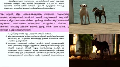 നായ്ക്കളെ വന്ധ്യംകരിക്കാൻ സർക്കാർ നിർദേശമെത്തി; പണം എവിടുന്ന്? തദ്ദേശ സ്ഥാപനങ്ങൾ ആശങ്കയിൽ