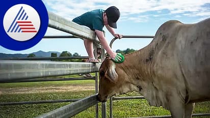 ಚೀನಾದ ವಿಜ್ಞಾನ, ದಿನಕ್ಕೆ 140 ಲೀಟರ್ ಹಾಲು ಕೊಡೋ 'Super Cow'!