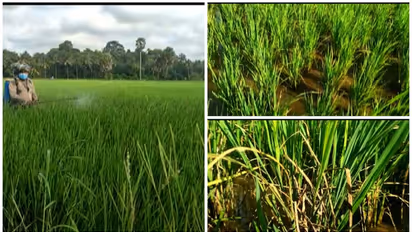 പാടശേഖരങ്ങളിൽ രോഗബാധ, ഓലകരിച്ചിലും ചിലന്തി മണ്ഡരിയും, മരുന്നടിച്ചിട്ടും ഫലമില്ലെന്ന് കർഷകർ