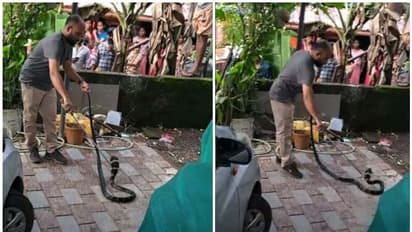 മലപ്പുറത്ത് നിന്ന് കോട്ടയത്തേക്ക് 'കാറിലെത്തി' രാജവെമ്പാല,വാവ സുരേഷിനും 'പിടികൊടുത്തില്ല'; ഒടുക്കം സംഭവിച്ചത്