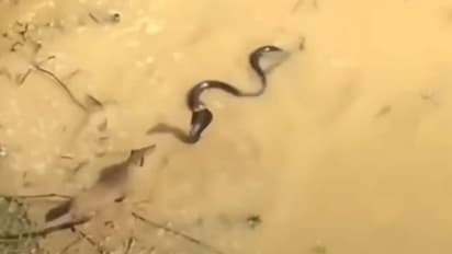 कभी देखी है सांप और नेवले की पानी में भिडंत? वीडियो में देखिए कौन किस पर भारी पड़ा 