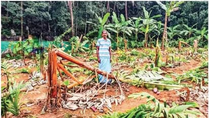 500 വാഴ, 250 കവുങ്ങ്; രാത്രി സാമൂഹ്യവിരുദ്ധർ വെട്ടി നശിപ്പിച്ചു, മലപ്പുറത്തെ കർഷകന് കണ്ണീർ, ലക്ഷങ്ങളുടെ നഷ്ടം