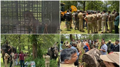 കടുവക്കുഞ്ഞ് കെണിയിൽ, മാറാതെ അമ്മ കടുവ, കുങ്കി ആനയെ എത്തിച്ചിട്ടും രക്ഷയില്ല; 7 മണിക്കൂറിനൊടുവിൽ ദൗത്യം വിജയം