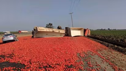 വണ്ടി മറിഞ്ഞു, റോഡിലേക്കൊഴുകിയത് ഒരുലക്ഷത്തിലധികം തക്കാളികൾ 