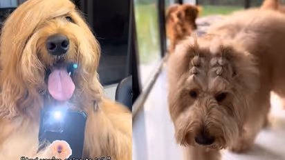 പെട്ടെന്ന് കണ്ടാല്‍ ഇത് ഏത് ജീവിയെന്ന് ചിന്തിക്കാം; ആള് നമ്മുടെ സ്വന്തം...