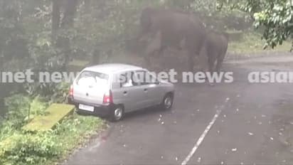 നെല്ലിയാമ്പതി ചുരത്തിൽ കാറിന് നേരെ പാഞ്ഞടുത്ത് കാട്ടാന - വീഡിയോ 