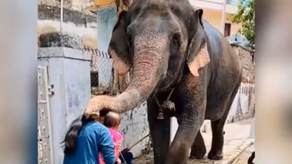 गणेश चतुर्थी पर गोद में बच्चे को लिए मां ने हाथी से मांगा आशीर्वाद.. फिर जो हुआ वो आपको भावुक कर देगा 