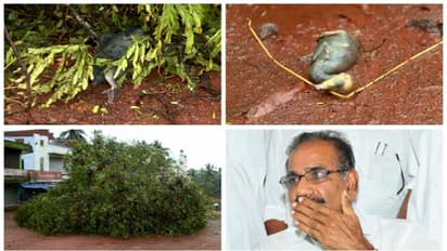 മലപ്പുറം:'മരം  മുറിച്ചപ്പോള്‍   നീര്‍ക്കാക്കളെയും കുഞ്ഞുങ്ങളെയും നശിപ്പിച്ചത് ക്രൂരമായ നടപടി' എ കെ ശശീന്ദ്രന്‍