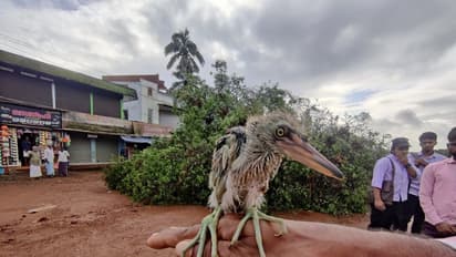 മലപ്പുറം വികെ പടിയിലെ മരം മുറി;  ആരോരുമില്ലാത്തവര്‍ക്കാര് തുണ ?