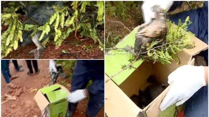 'ജീവനറ്റ ചോരക്കുഞ്ഞുങ്ങളെ രാത്രി തന്നെ അവര് ചാക്കിലാക്കി കൊണ്ടുപോയി'; കണ്ണീരോടെ നാട്ടുകാര്, കൊടും ക്രൂരത