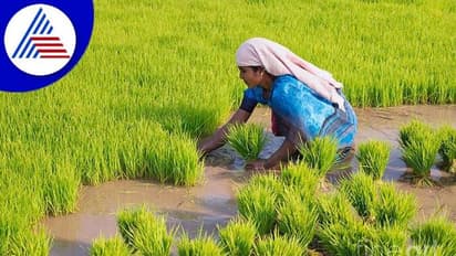 ಚಿಕ್ಕಬಳ್ಳಾಪುರ: ಬರದೂರಿನಲ್ಲೀಗ ಭರಪೂರ ಭತ್ತದ ನಾಟಿ..!