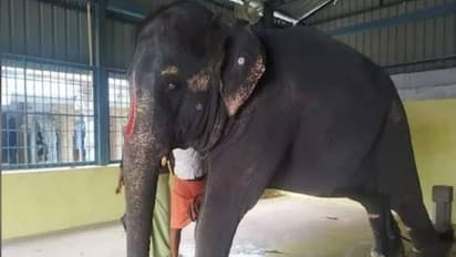 கோயில் யானை மீது மீண்டும் கொடூர தாக்குதல்..? யானையை திருப்பி கேட்ட அசாம் அரசு... தமிழகம் வந்த சிறப்பு குழு