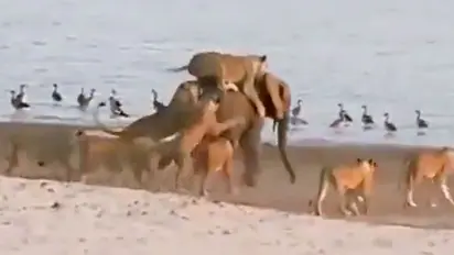 Watch: Brave elephant frees itself from 14 lionesses; netizens react