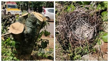 സംസ്ഥാന പാത വികസനത്തിന്‍റെ പേരിലും പക്ഷികളെ കൊന്നൊടുക്കി മരംമുറി; ഉപകരാറുകാരനെതിരെ കേസെടുത്തു