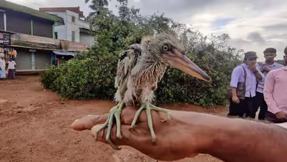 പക്ഷികൾ കൂട്ടത്തോടെ ഒടുങ്ങിയ സംഭവം, ധാർമ്മിക ഉത്തരവാദിത്തം ആർക്കാണ്?