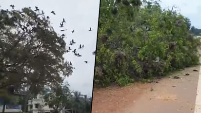 Horrifying video shows hundreds of birds killed after tree chopped off in Kerala: Watch