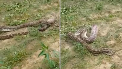 പെരുമ്പാമ്പ് വിഴുങ്ങുന്നത് എന്തിനെയാണെന്ന് നോക്ക്;വീഡിയോ