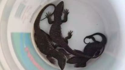 युवक के घर किसी ने जबरदस्ती डिलीवरी किया बॉक्स, खोलकर देखा तो अंदर मौजूद थे खतरनाक जीव