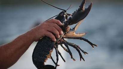 গলদা চিংড়ি খেয়ে খোসা আর ফেলবেন না, সেটা থেকেই তৈরি হবে শক্তিসঞ্চয়ের ব্যাটারি 