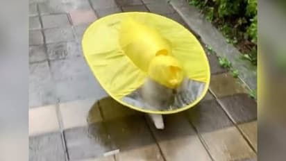 മഞ്ഞ റെയിൻ കോട്ടിൽ കുണുങ്ങി കുണുങ്ങി നായക്കുട്ടി, ആരും കൊതിക്കും ഇതുപോലൊരെണ്ണം