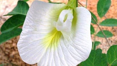 মানসিক চাপ থেকে মাথা ব্যাথা কমাতে শঙ্খপুষ্পী ওষুধের মত কাজ করে, জানুন এই ফুলের ভেষজ উপকারিতা