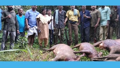 സ്ഥിരം ശല്യമായി: കരുവാരക്കുണ്ടില് എട്ട് കാട്ടുപന്നികളെ വെടിവച്ചു കൊന്നു