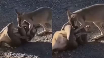 Viral Video: കംഗാരുവിനെ ചുറ്റിവരിഞ്ഞ് പെരുമ്പാമ്പ്; രക്ഷിക്കാനെത്തി 'കൂട്ടുകാരന്‍'; വൈറലായി വീഡിയോ