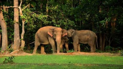 അവസാനിക്കാത്ത ക്രൂരത, ഒഡീഷയിൽ വീണ്ടും ആന ചത്ത നിലയിൽ, കാരണം വേട്ടക്കാരുടെ കെണി