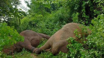 ಕರ್ನಾಟಕದಲ್ಲಿ 5 ತಿಂಗಳಲ್ಲಿ 26 ಜನ, 25 ಆನೆಗಳ ಸಾವು...!