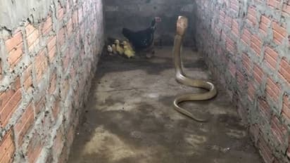 കുഞ്ഞുങ്ങളെ രക്ഷിക്കാൻ രാജവെമ്പാലയുമായി അമ്മക്കോഴിയുടെ പോരാട്ടം