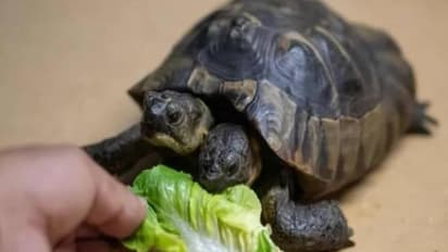 ഇരട്ടത്തലയുള്ള ആമയ്ക്ക് 25 -ാം പിറന്നാൾ