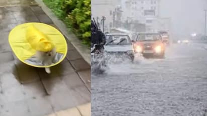 Bengaluru Rain: ರೈನ್‌ಕೋಟು ಧರಿಸಿ ನಾಯಿಮರಿ ವಾಕಿಂಗ್ ವೀಡಿಯೋ ವೈರಲ್