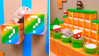 Hamster plays real-life Super Mario, netizens delighted | Watch