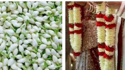 திருமண வீட்டார் உஷார்...! வரலாறு காணாத வகையில் உச்சத்தை தொட்ட மதுரை மல்லி விலை...!