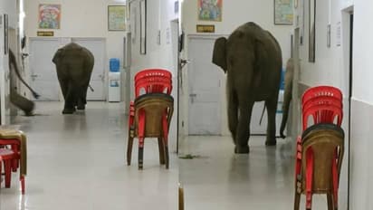 'ওরে এটা তোদের হাসপাতাল নয়'- চিৎকারই সার! সেনা হাসপাতাল জুড়ে ঘুরে বেড়াল হাতি- দেখুন মজার ভিডিও