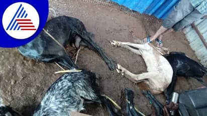 Heavy Rain in Mandya: ಕೆರೆ ಕೋಡಿ ಹರಿದು 45 ಆಡು, ಒಂದು ಕರು ಸಾವು