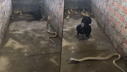 Mother chicken ferociously fights with King Cobra to save her chicks; here's what happens next