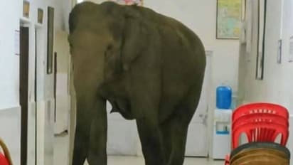 ആശുപത്രിയിൽ മിന്നൽ സന്ദർശനം നടത്തി കാട്ടാനകൾ, വൈറലായി വീഡിയോ