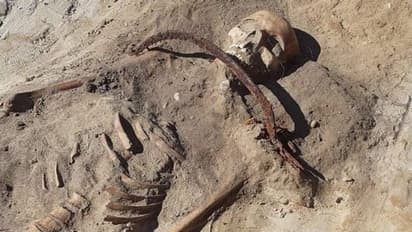 কবরে শুয়ে রয়েছে রক্তচোষা মহিলা ভ্যাম্পায়ার! পোল্যান্ডে উদ্ধার হওয়া মহিলা কঙ্কালে চাঞ্চল্য