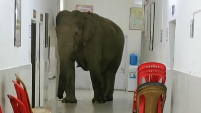 ಪಶ್ಚಿಮ ಬಂಗಾಳದಲ್ಲಿ ಸೇನಾ ಕಂಟೋನ್ಮೆಂಟ್‌ ಆಸ್ಪತ್ರೆಗೆ ನುಗ್ಗಿದ ಆನೆಗಳ ಹಿಂಡು: Viral Video ನೋಡಿ..