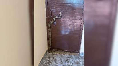 कानपुर में भाजपा विधायक के कार्यालय पहुंचा 6 फीट का अजगर, कुछ दिन पहले ही हुआ था उद्घाटन