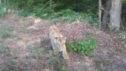 കടുവ മൃഗശാലയിൽ നിന്നും ഓടിരക്ഷപ്പെട്ടു, പേടിച്ച് വിറച്ച് ജനങ്ങൾ