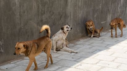ഭീതി പരത്തി വീണ്ടും തെരുവുനായ്ക്കൾ; വീടിന് മുന്നിൽ കളിച്ചു കൊണ്ടിരുന്ന 4 വയസ്സുകാരന്റെ കാൽ‌ നായ കടിച്ചു കീറി 