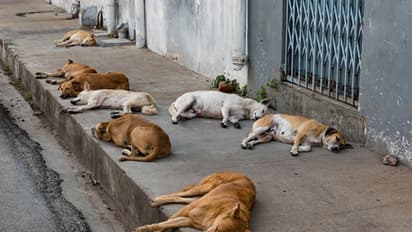 dog:streetdog: ‘தெருநாய் யாரையேனும் கடித்தால், அதற்கு உணவு கொடுப்பவர்களே பொறுப்பு’: உச்ச நீதிமன்றம் கருத்து